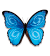 boyall graphics and print ltd butterfly